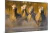 Seven White Camargue Horses Running in Water, Provence, France-Jaynes Gallery-Mounted Photographic Print