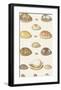 Seventeen Cowry Shells-The Vintage Collection-Framed Art Print