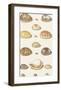Seventeen Cowry Shells-The Vintage Collection-Framed Art Print