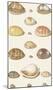 Seventeen Cowry Shells-The Vintage Collection-Mounted Art Print