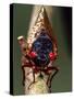 Seventeen Year Cicada, Pennsylvania, USA-David Northcott-Stretched Canvas