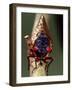 Seventeen Year Cicada, Pennsylvania, USA-David Northcott-Framed Photographic Print