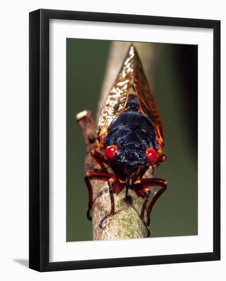 Seventeen Year Cicada, Pennsylvania, USA-David Northcott-Framed Photographic Print