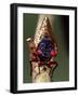 Seventeen Year Cicada, Pennsylvania, USA-David Northcott-Framed Photographic Print