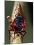 Seventeen Year Cicada, Pennsylvania, USA-David Northcott-Mounted Photographic Print