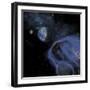 Several Asteroids Hurtle Towards Earth on a Path of Devastation-Stocktrek Images-Framed Art Print