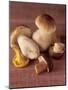Several Ceps and One Chanterelle-Uwe Bender-Mounted Photographic Print