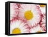 Several Daisies-Marc O^ Finley-Framed Stretched Canvas