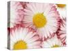 Several Daisies-Marc O^ Finley-Stretched Canvas