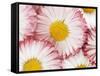 Several Daisies-Marc O^ Finley-Framed Stretched Canvas