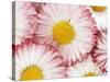 Several Daisies-Marc O^ Finley-Stretched Canvas