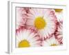 Several Daisies-Marc O^ Finley-Framed Photographic Print