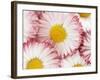 Several Daisies-Marc O^ Finley-Framed Photographic Print