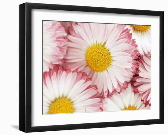 Several Daisies-Marc O^ Finley-Framed Photographic Print