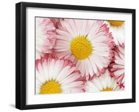 Several Daisies-Marc O^ Finley-Framed Photographic Print