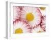 Several Daisies-Marc O^ Finley-Framed Photographic Print