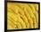 Several Fresh Bananas-Eising Studio - Food Photo and Video-Framed Photographic Print