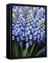 Several Grape Hyacinths-null-Framed Stretched Canvas