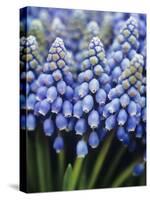 Several Grape Hyacinths-null-Stretched Canvas