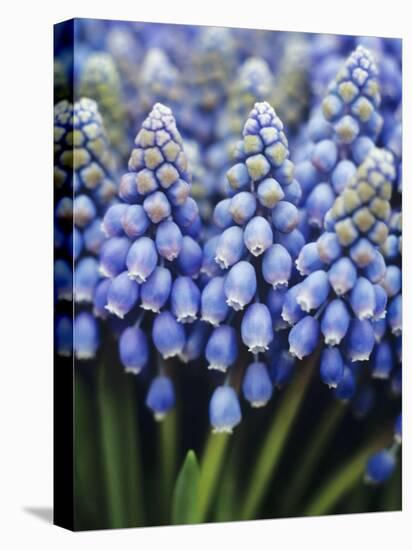 Several Grape Hyacinths-null-Stretched Canvas