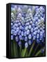 Several Grape Hyacinths-null-Framed Stretched Canvas