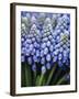 Several Grape Hyacinths-null-Framed Photographic Print