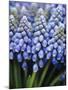 Several Grape Hyacinths-null-Mounted Photographic Print