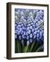 Several Grape Hyacinths-null-Framed Photographic Print