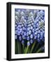 Several Grape Hyacinths-null-Framed Photographic Print