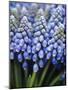 Several Grape Hyacinths-null-Mounted Photographic Print