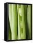 Several Green Beans-null-Framed Stretched Canvas