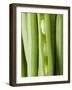 Several Green Beans-null-Framed Photographic Print