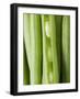 Several Green Beans-null-Framed Photographic Print