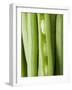 Several Green Beans-null-Framed Photographic Print