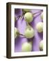 Several Green Mini-Aubergines-null-Framed Photographic Print