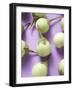 Several Green Mini-Aubergines-null-Framed Photographic Print