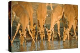 Several Impalas Drinking at a Watering Place (Botswana)-Theo Allofs-Stretched Canvas