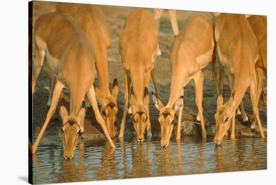 Several Impalas Drinking at a Watering Place (Botswana)-Theo Allofs-Stretched Canvas