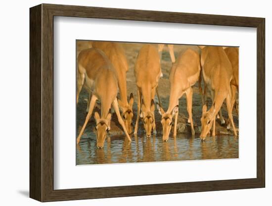 Several Impalas Drinking at a Watering Place (Botswana)-Theo Allofs-Framed Photographic Print