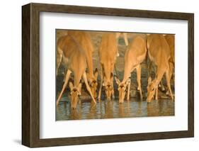 Several Impalas Drinking at a Watering Place (Botswana)-Theo Allofs-Framed Photographic Print