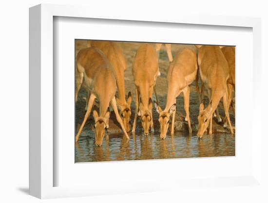 Several Impalas Drinking at a Watering Place (Botswana)-Theo Allofs-Framed Photographic Print