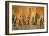 Several Impalas Drinking at a Watering Place (Botswana)-Theo Allofs-Framed Photographic Print