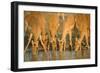 Several Impalas Drinking at a Watering Place (Botswana)-Theo Allofs-Framed Photographic Print