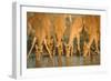 Several Impalas Drinking at a Watering Place (Botswana)-Theo Allofs-Framed Photographic Print
