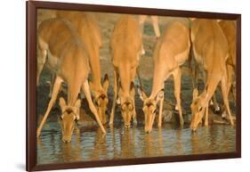 Several Impalas Drinking at a Watering Place (Botswana)-Theo Allofs-Framed Photographic Print