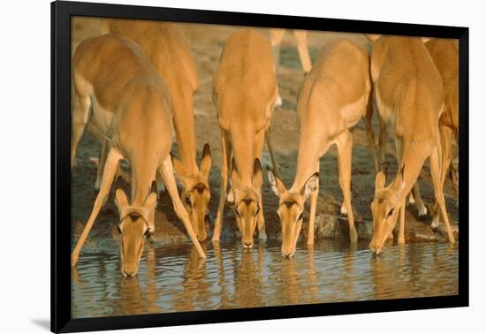 Several Impalas Drinking at a Watering Place (Botswana)-Theo Allofs-Framed Photographic Print