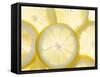 Several Lemon Slices-null-Framed Stretched Canvas