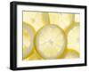 Several Lemon Slices-null-Framed Photographic Print