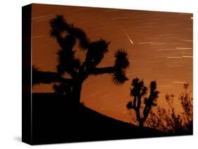 Several Leonids Meteors are Seen Streaking Through the Sky Over Joshua Tree National Park, Calif.-null-Stretched Canvas