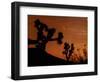 Several Leonids Meteors are Seen Streaking Through the Sky Over Joshua Tree National Park, Calif.-null-Framed Photographic Print